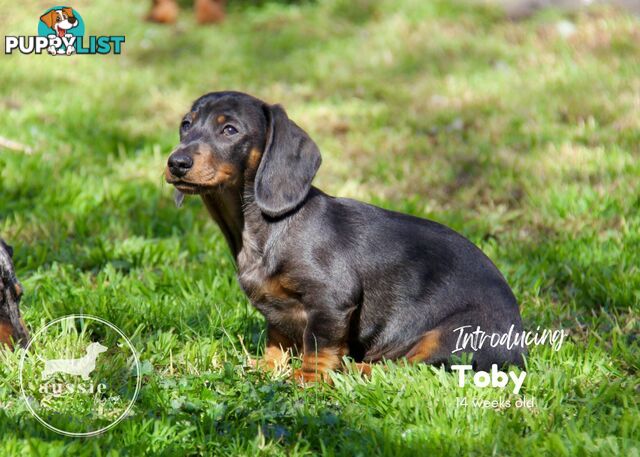 Stunning Purebred Miniature Dachshund Puppies - Last Puppy!!