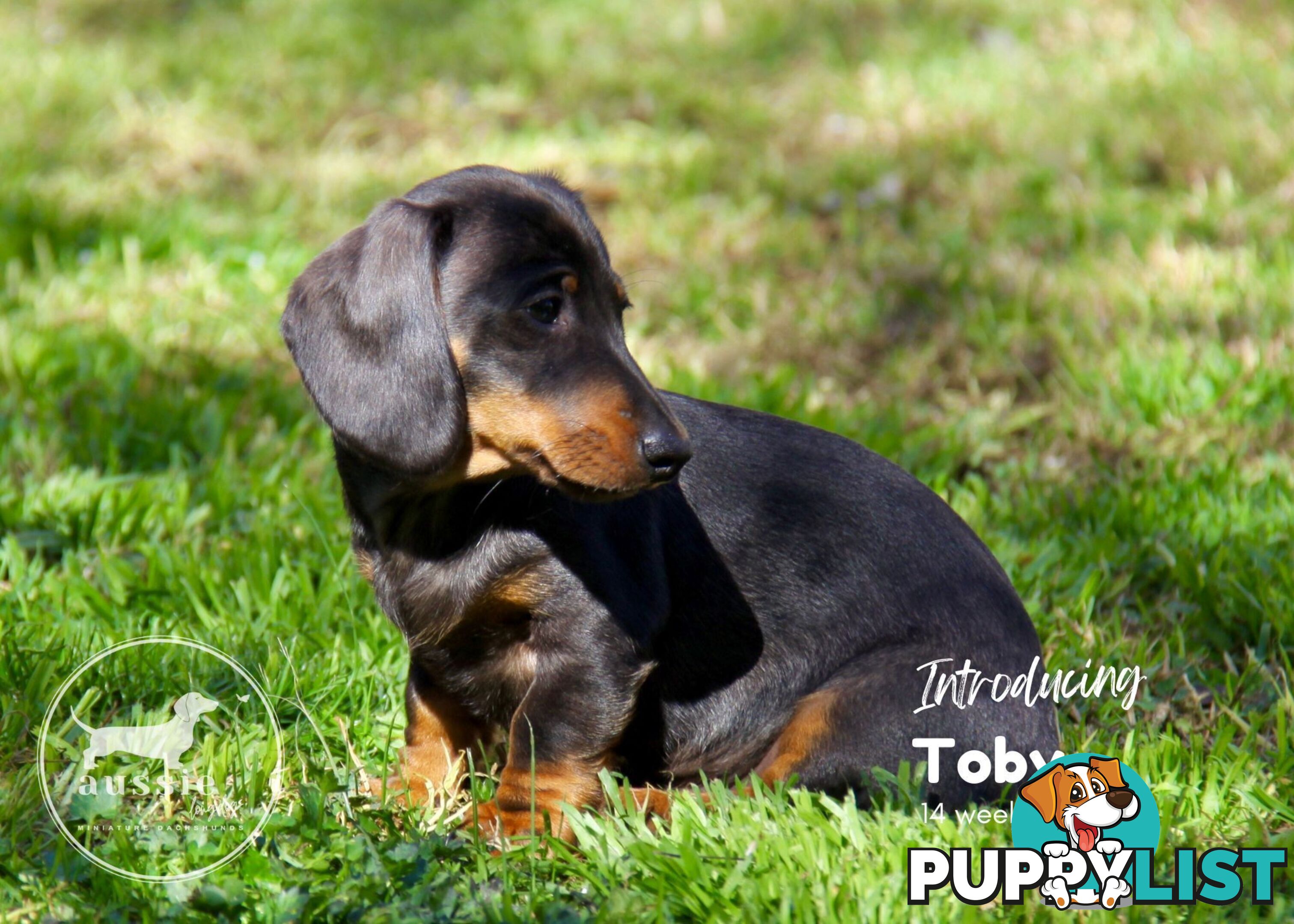 Stunning Purebred Miniature Dachshund Puppies - Last 2 Dapples!