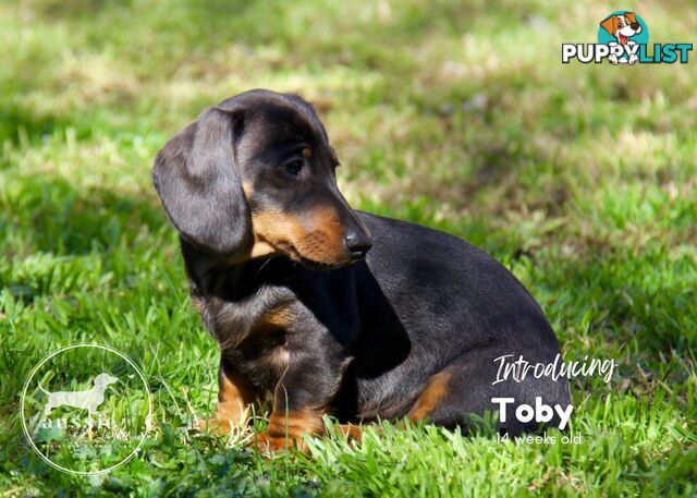 Stunning Purebred Miniature Dachshund Puppies - Last 2 Dapples!