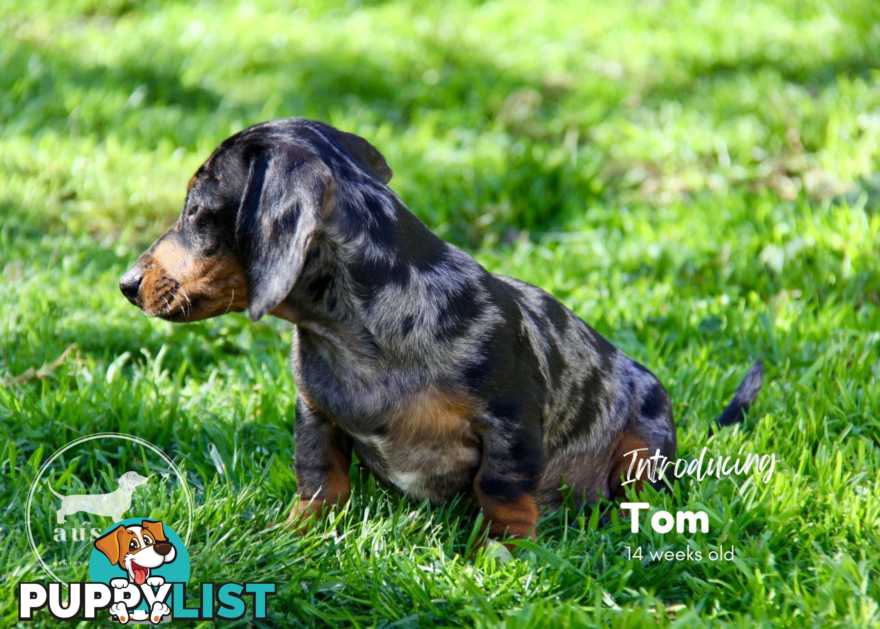 Stunning Purebred Miniature Dachshund Puppies - Last 2 Dapples!