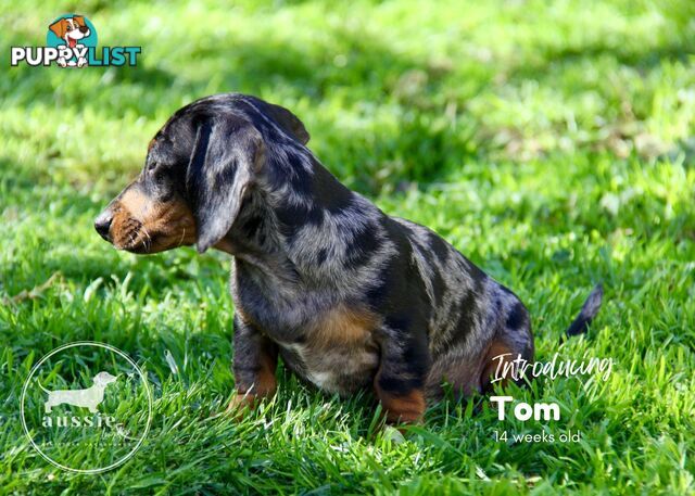 Stunning Purebred Miniature Dachshund Puppies - Last 2 Dapples!