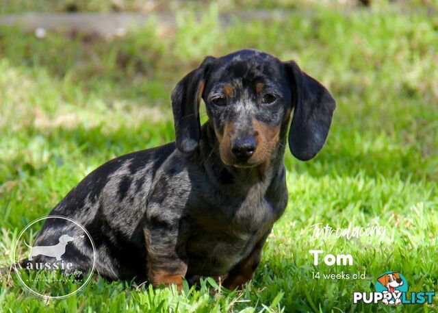 Stunning Purebred Miniature Dachshund Puppies - Last 2 Dapples!