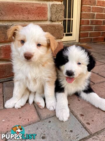 Pure Border Collie Puppies