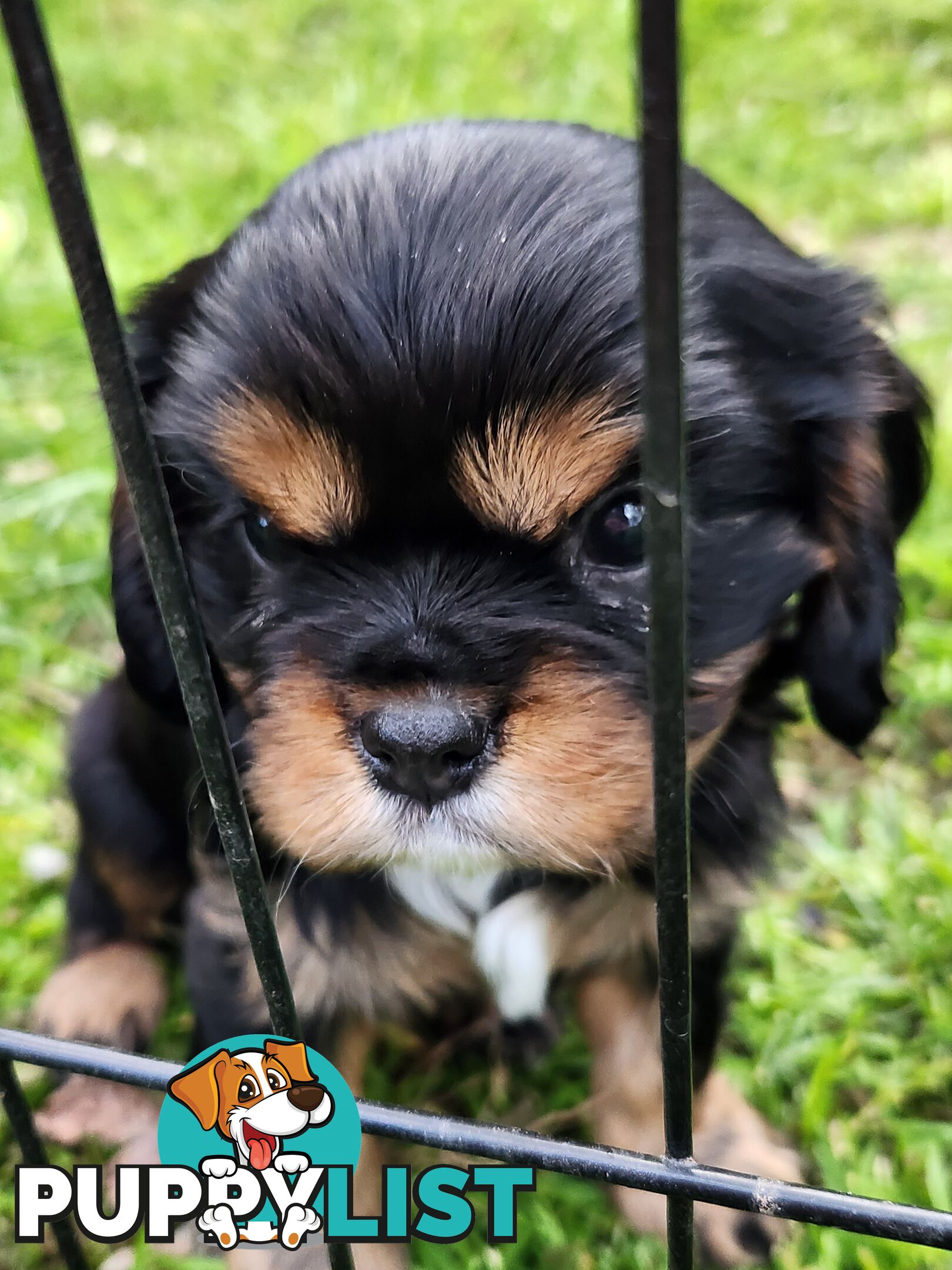 2 PENDING.....Blk &Tan Cavalier King Charles Puppies