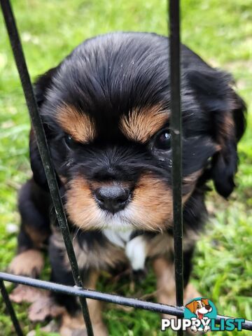 2 PENDING.....Blk &Tan Cavalier King Charles Puppies