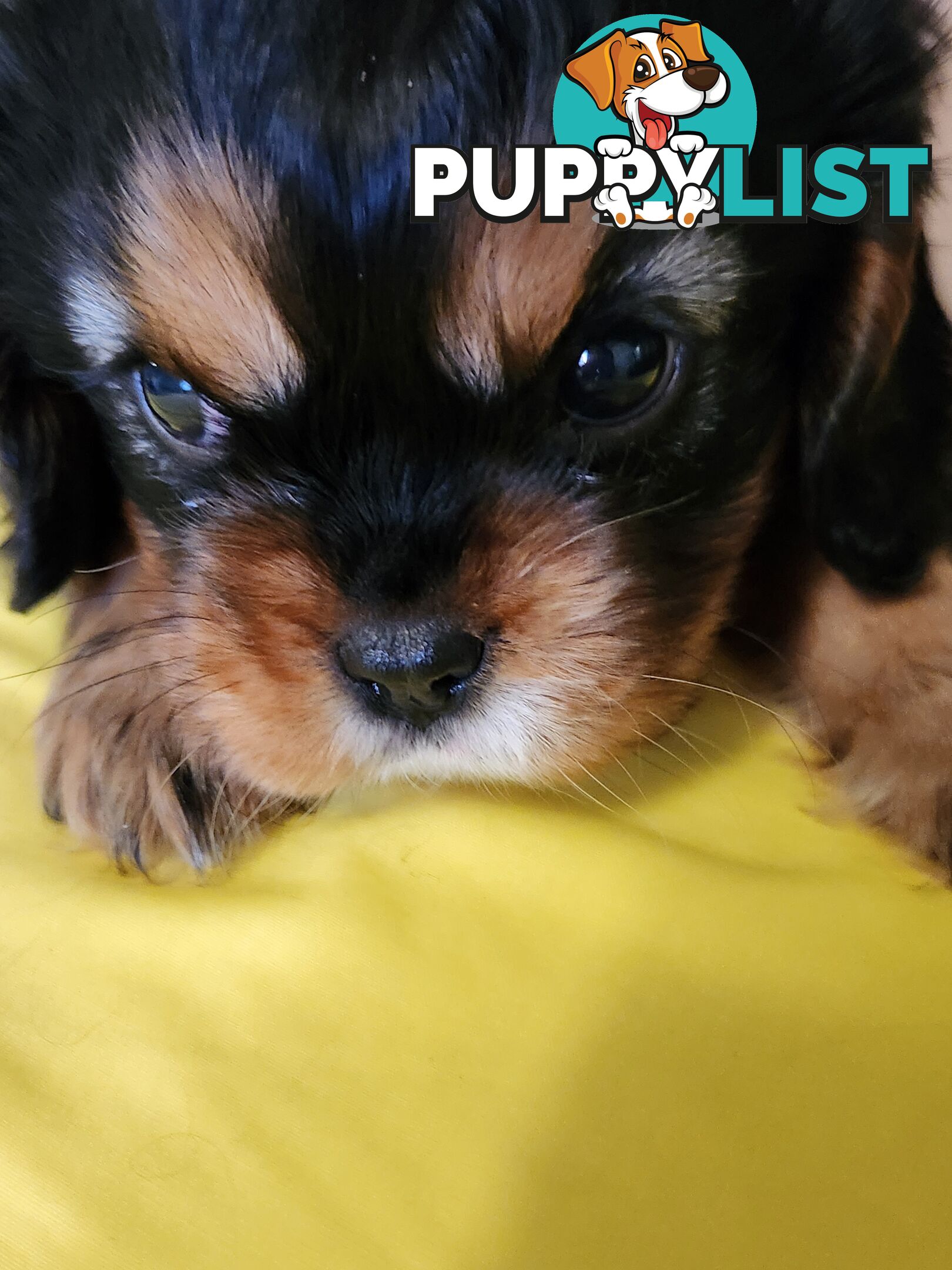 2 PENDING.....Blk &Tan Cavalier King Charles Puppies