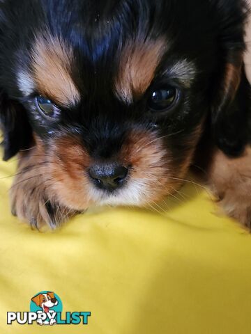 2 PENDING.....Blk &Tan Cavalier King Charles Puppies