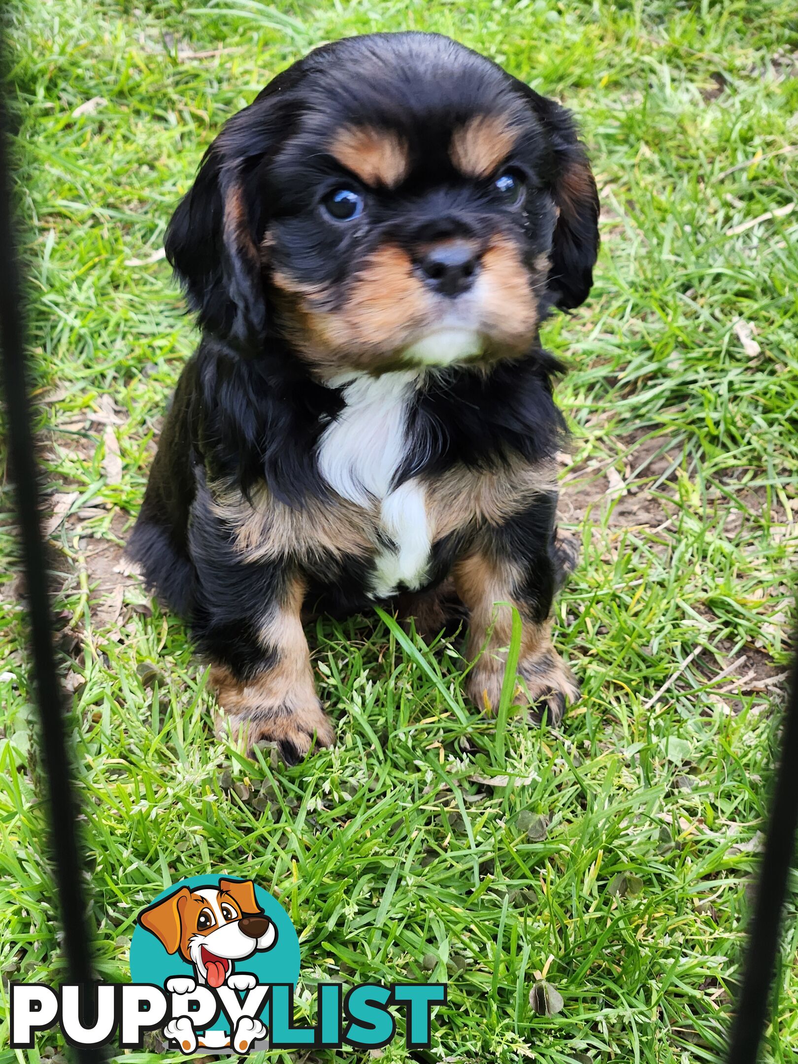 2 PENDING.....Blk &Tan Cavalier King Charles Puppies