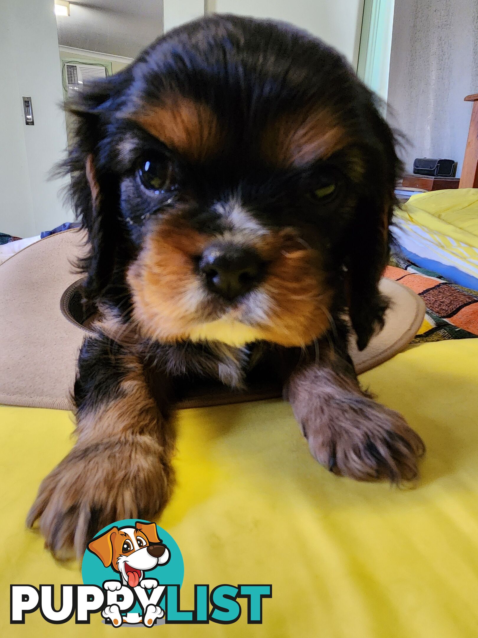 2 PENDING.....Blk &Tan Cavalier King Charles Puppies