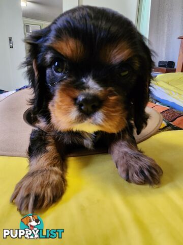 2 PENDING.....Blk &Tan Cavalier King Charles Puppies