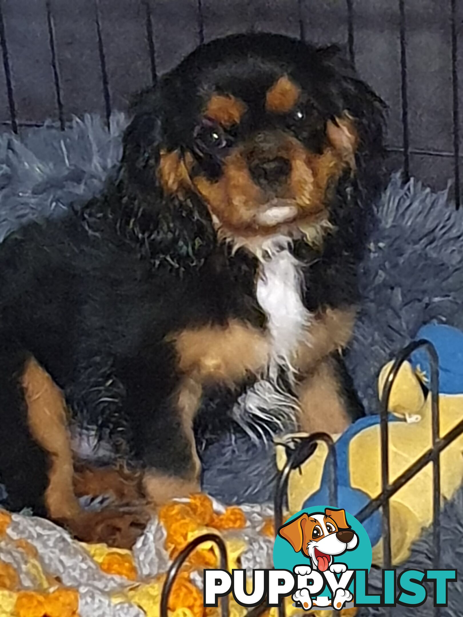 2 PENDING.....Blk &Tan Cavalier King Charles Puppies