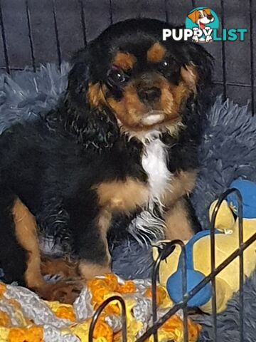 2 PENDING.....Blk &Tan Cavalier King Charles Puppies