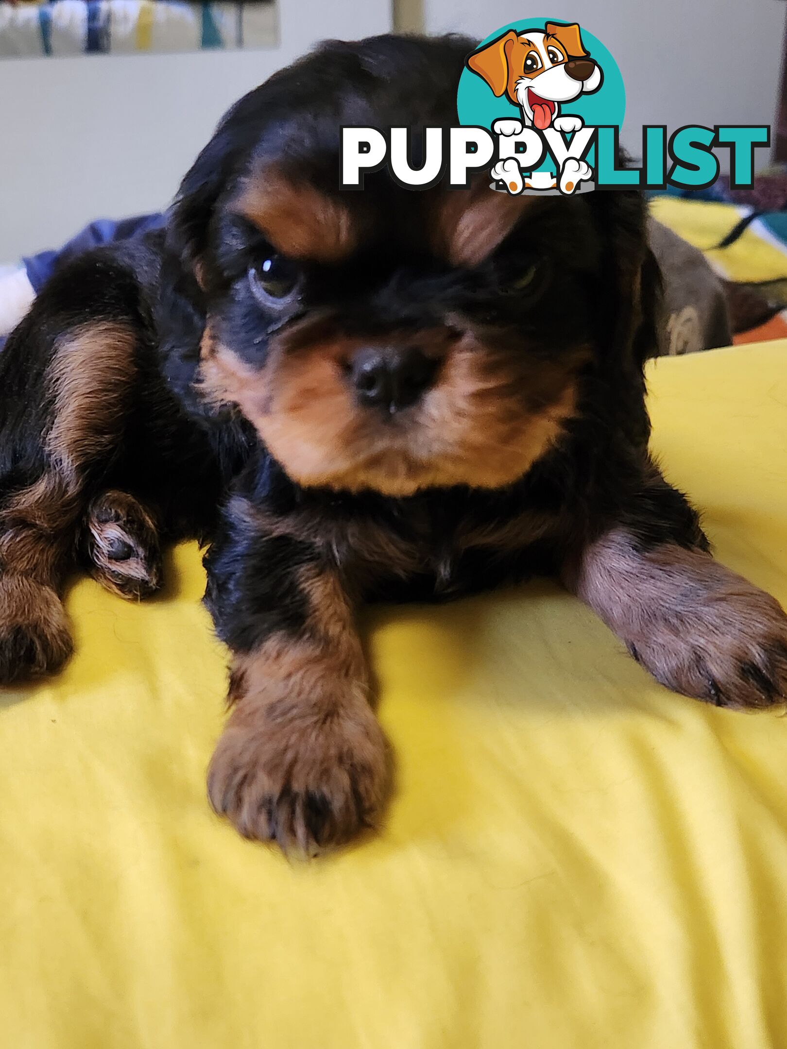 2 PENDING.....Blk &Tan Cavalier King Charles Puppies