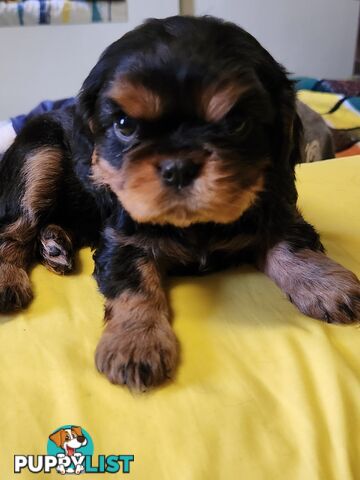 2 PENDING.....Blk &Tan Cavalier King Charles Puppies