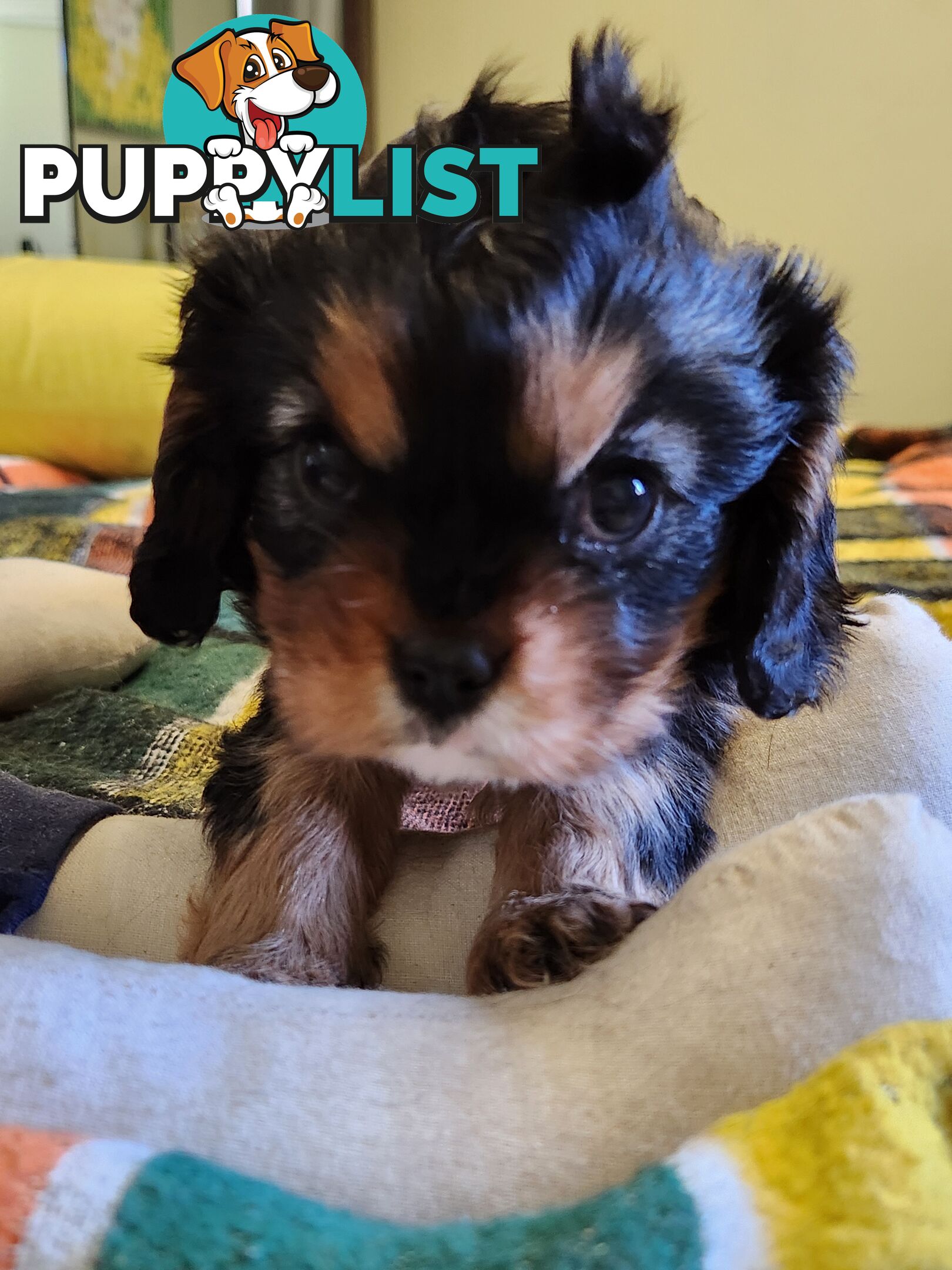 2 PENDING.....Blk &Tan Cavalier King Charles Puppies