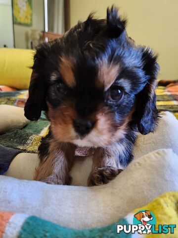 2 PENDING.....Blk &Tan Cavalier King Charles Puppies