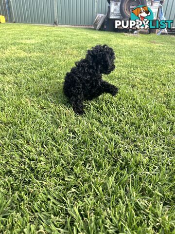 Last Three Mini Spoodle Puppies! 🐾