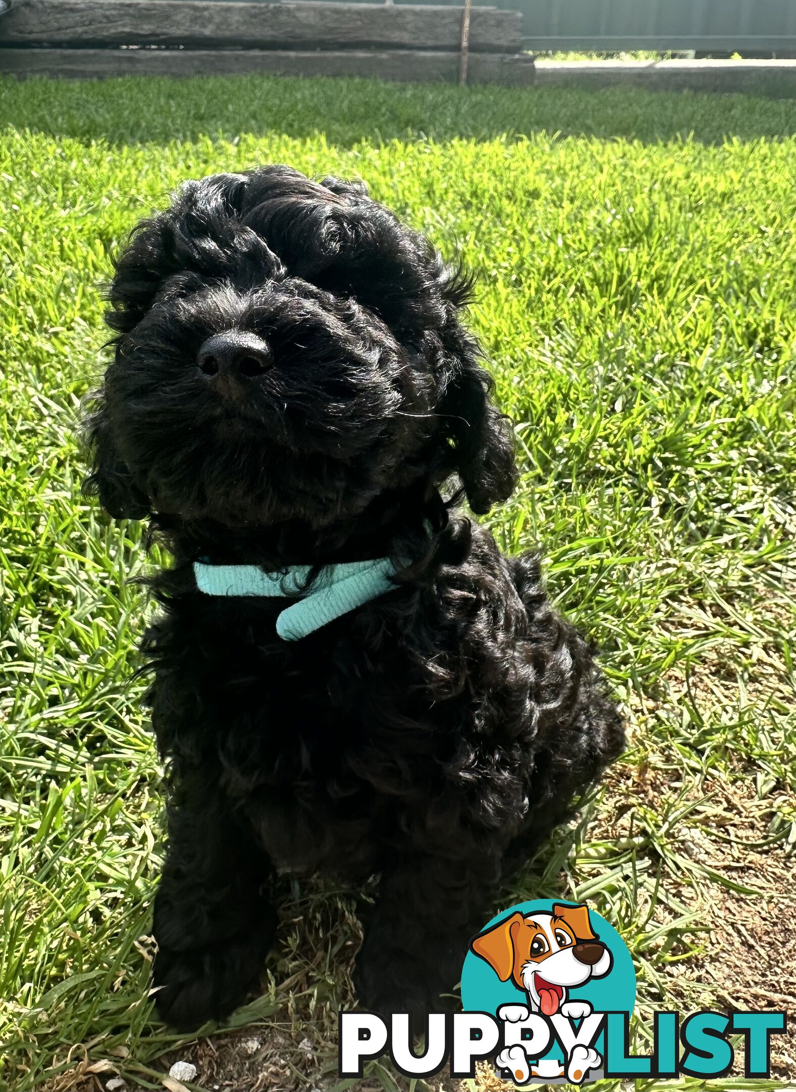 Last Three Mini Spoodle Puppies! 🐾