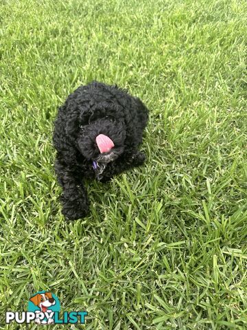 Last Three Mini Spoodle Puppies! 🐾