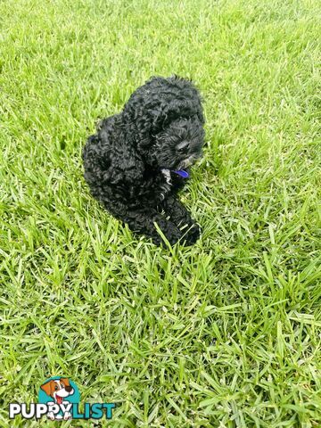 Last Three Mini Spoodle Puppies! 🐾