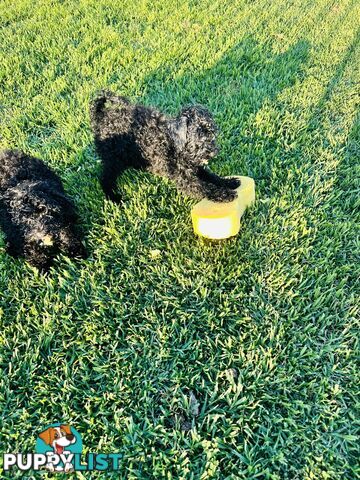 Last Two Mini Spoodle Puppies! 🐾