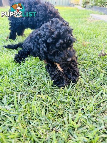 Last Three Mini Spoodle Puppies! 🐾