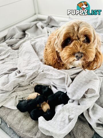 Last Three Mini Spoodle Puppies! 🐾