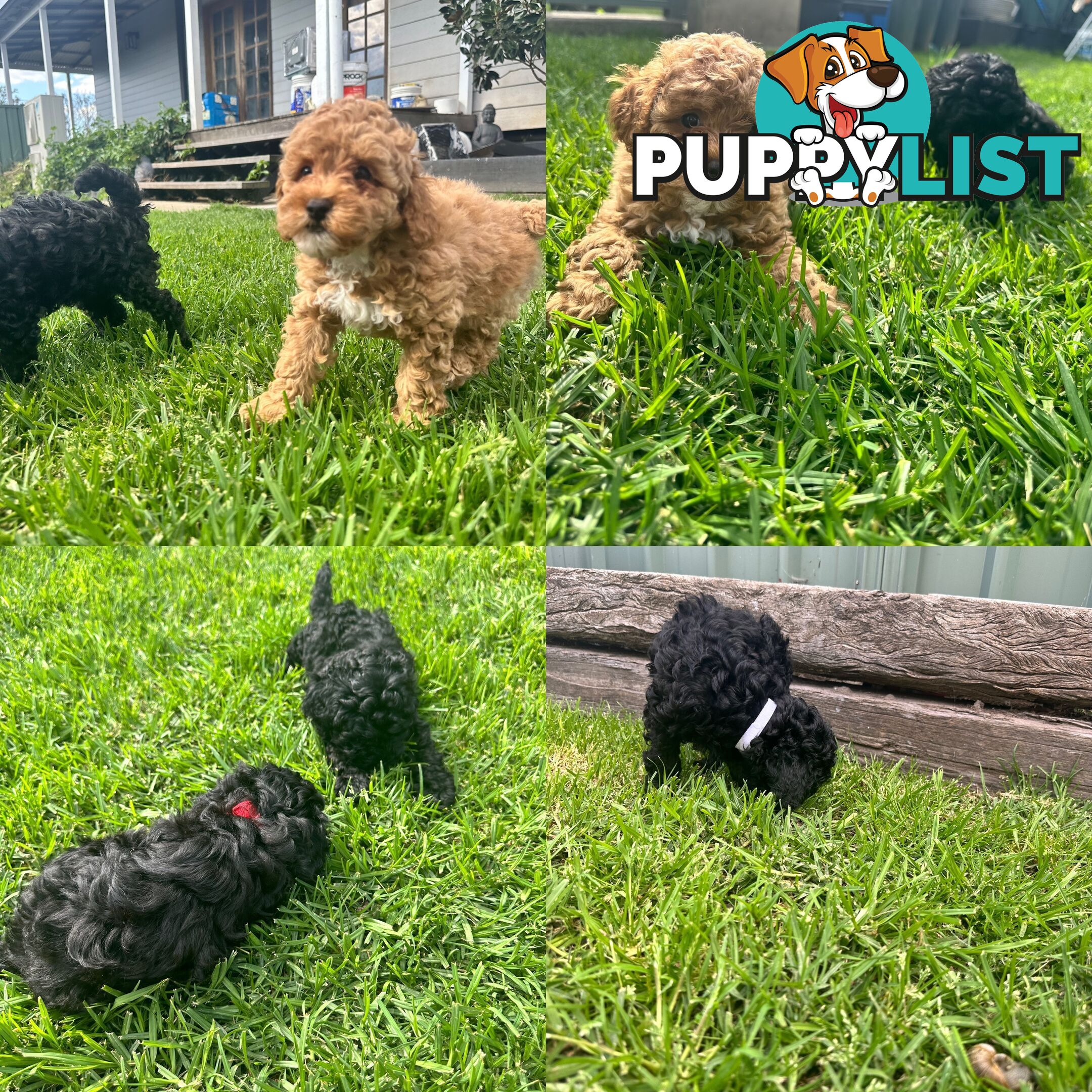 Adorable Mini Spoodle Puppies! 🐾