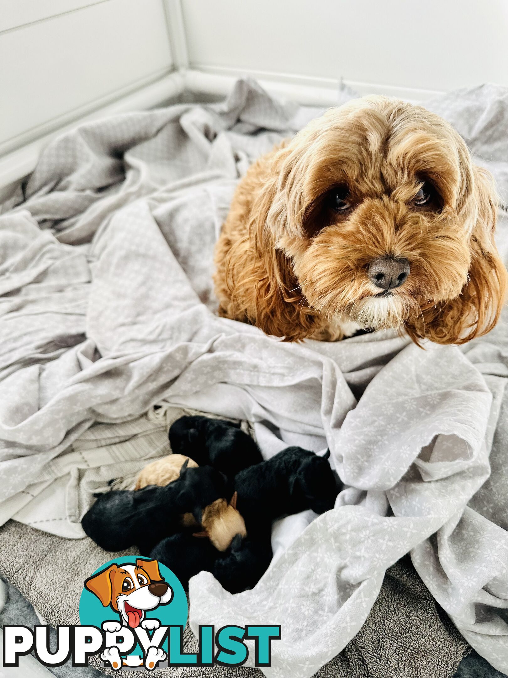 Adorable Mini Spoodle Puppies! 🐾