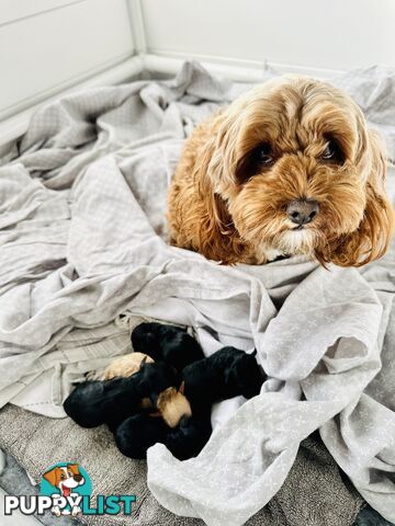 Adorable Mini Spoodle Puppies! 🐾