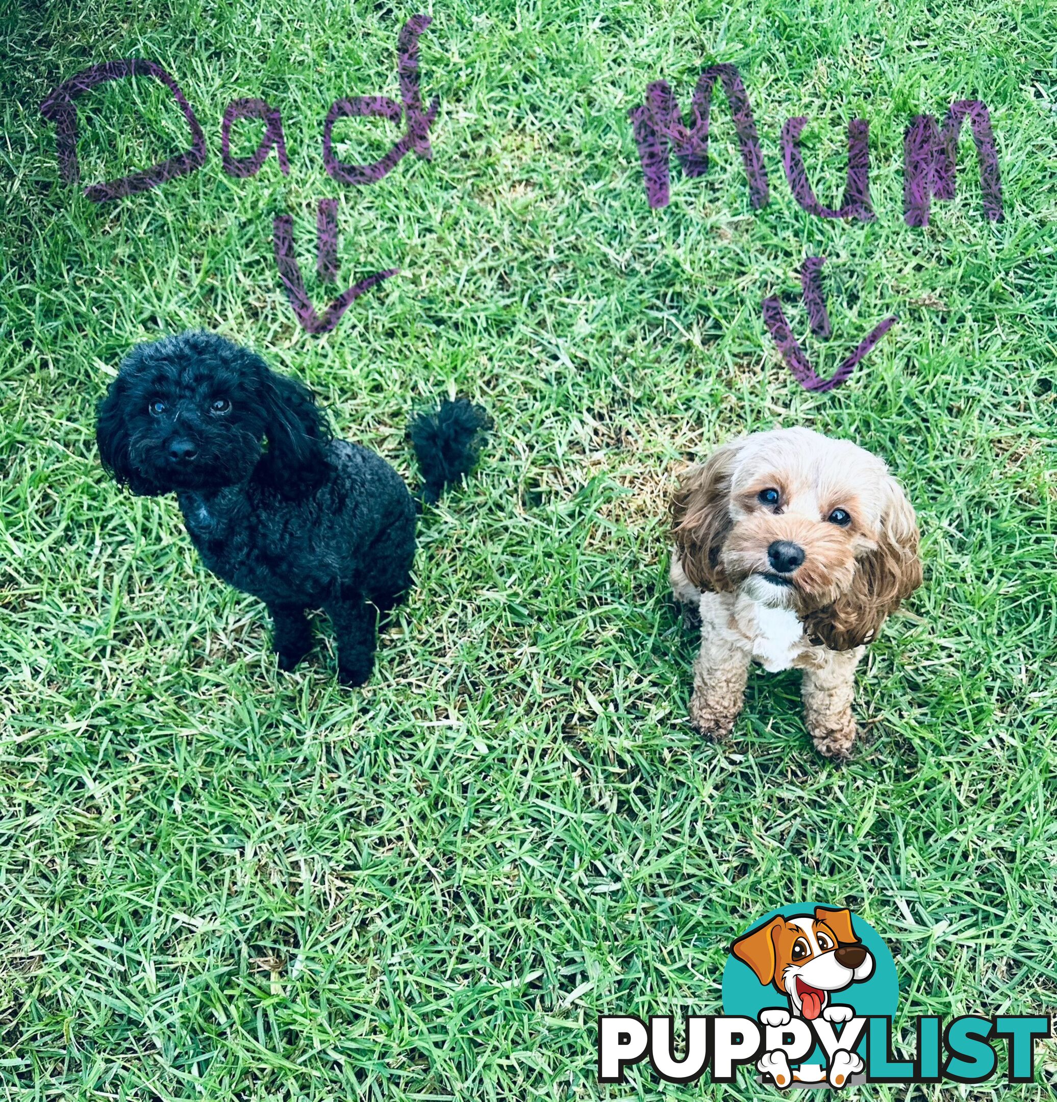 Adorable Mini Spoodle Puppies! 🐾