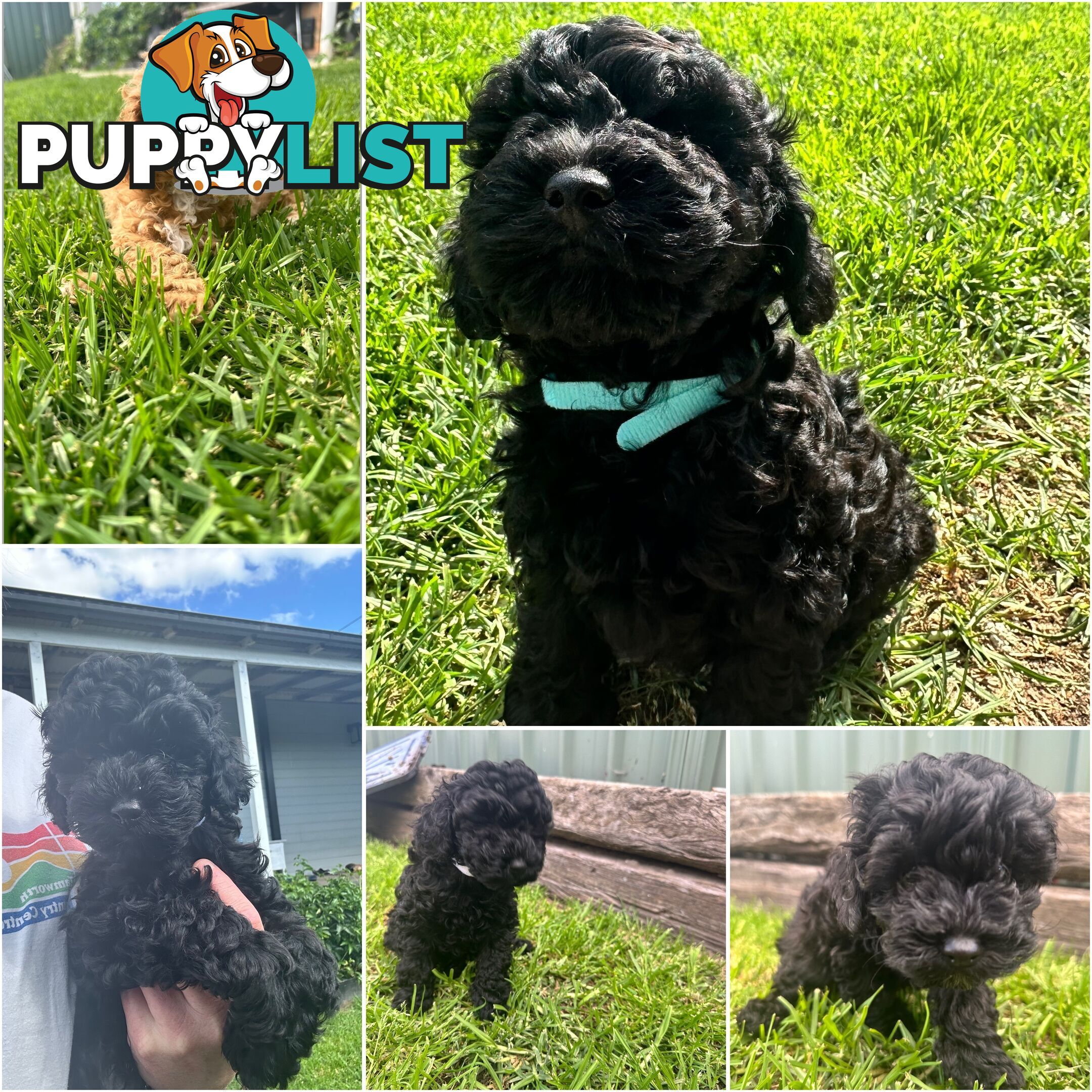 Adorable Mini Spoodle Puppies! 🐾