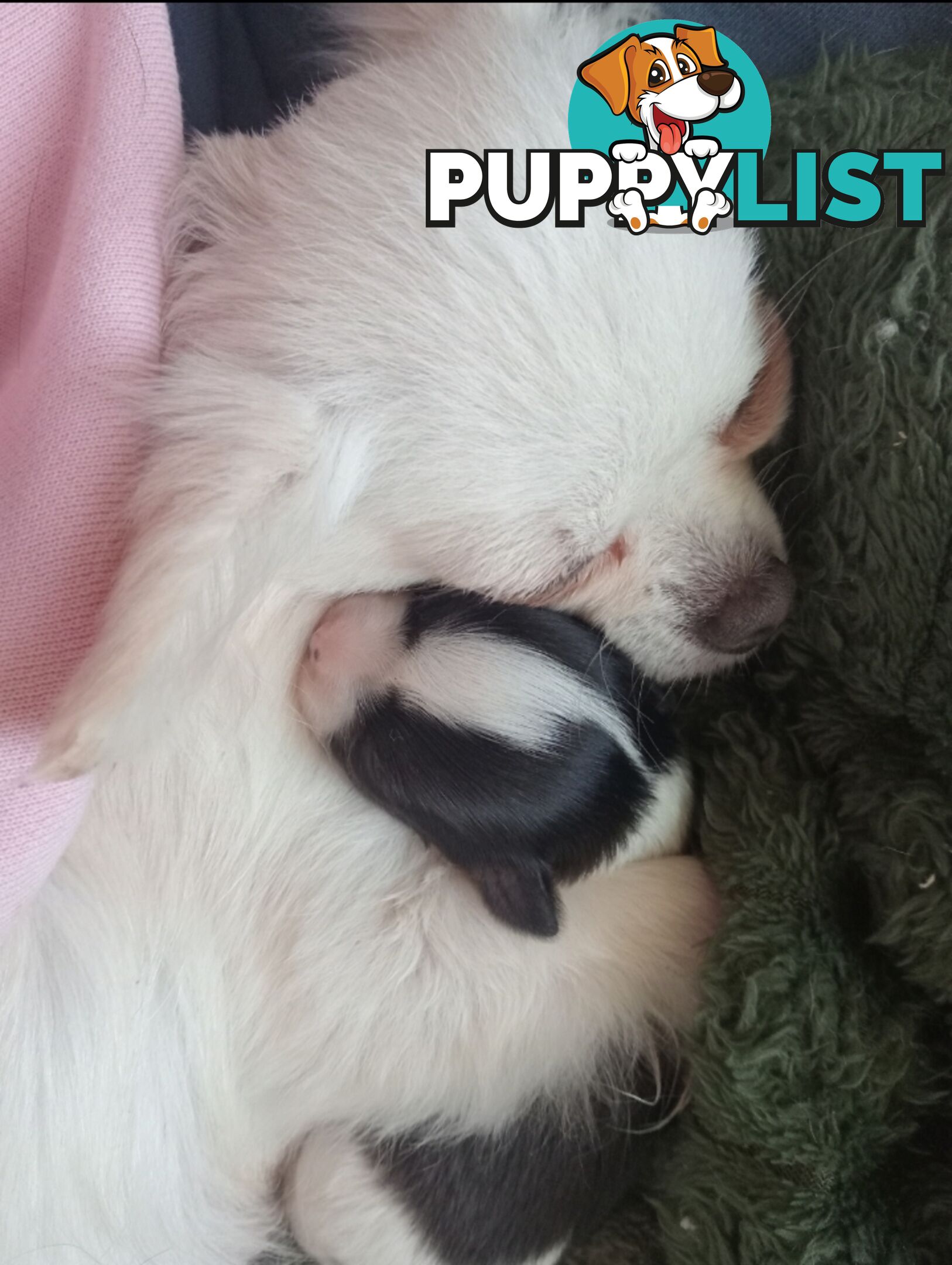 Extra small Applehead Chihuahua puppy!!