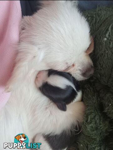 Extra small Applehead Chihuahua puppy!!