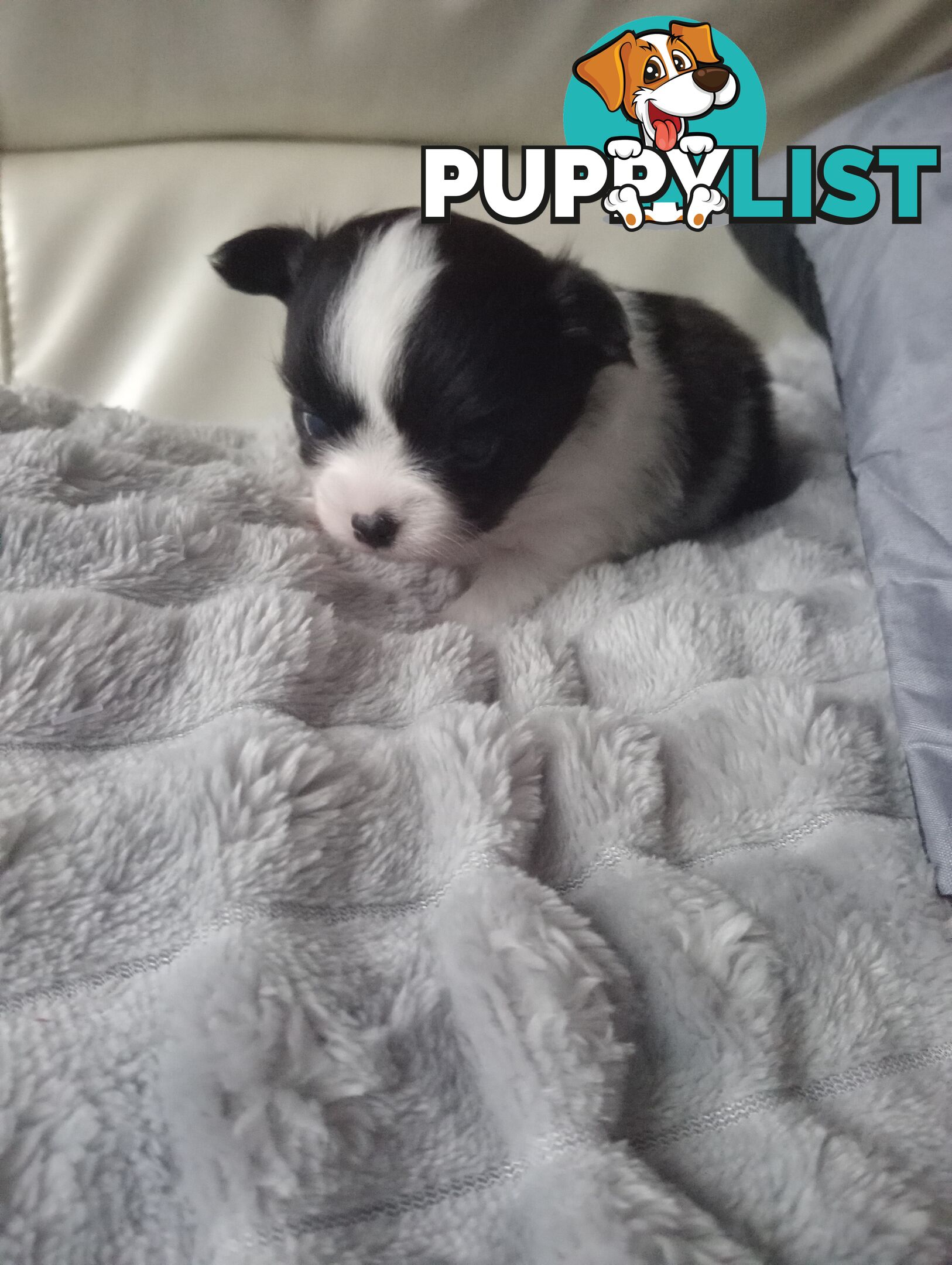 Extra small Applehead Chihuahua puppy!!