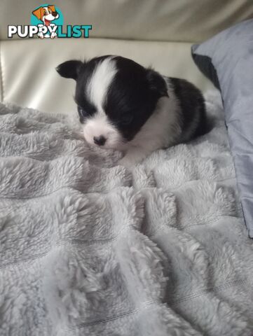 Extra small Applehead Chihuahua puppy!!