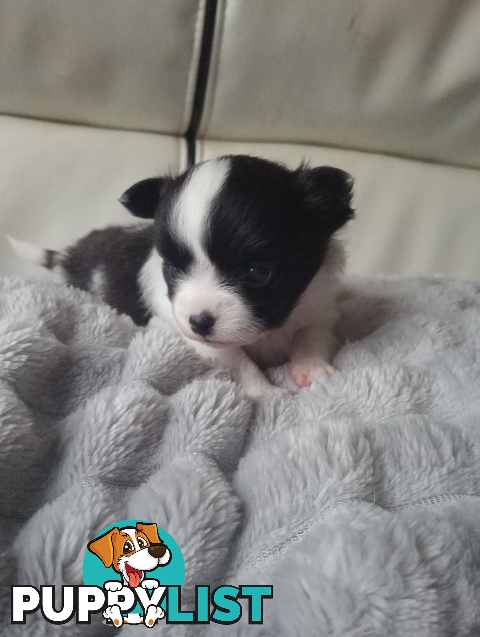 Extra small Applehead Chihuahua puppy!!