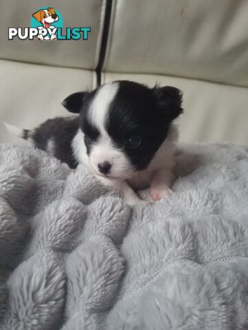 Extra small Applehead Chihuahua puppy!!
