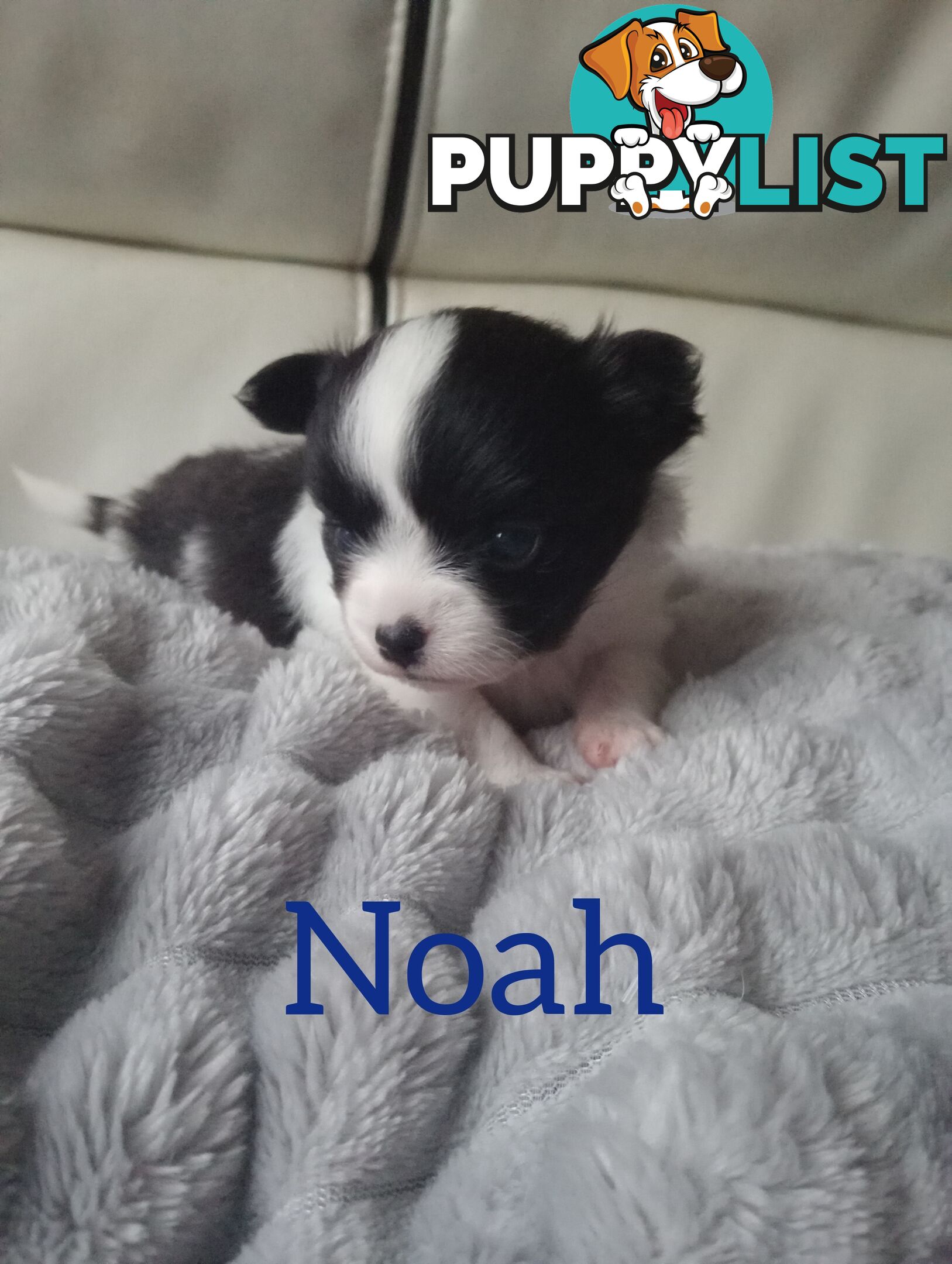 Extra small Applehead Chihuahua puppy!!
