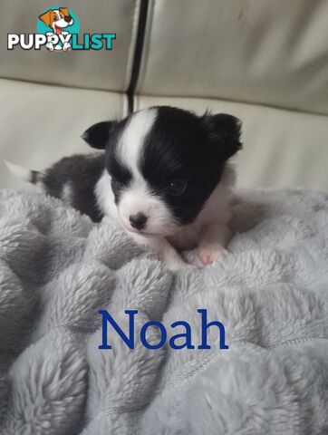 Extra small Applehead Chihuahua puppy!!