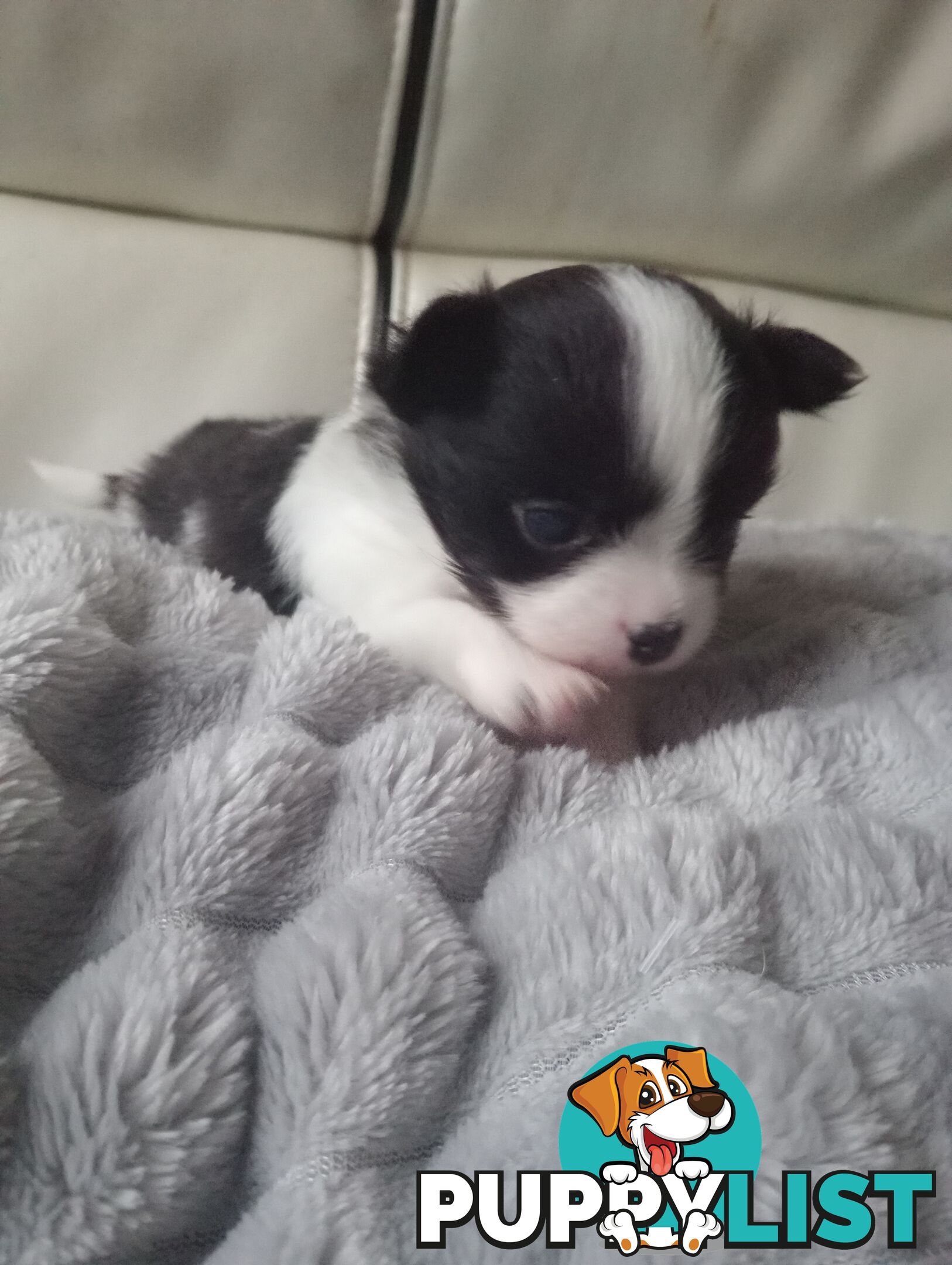 Extra small Applehead Chihuahua puppy!!