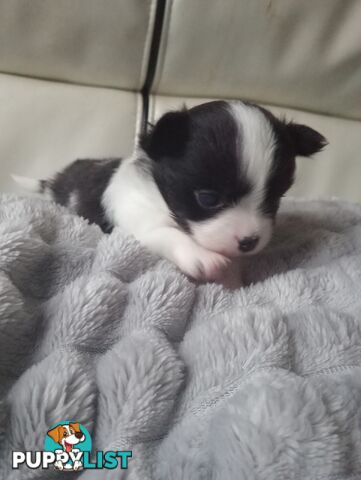 Extra small Applehead Chihuahua puppy!!