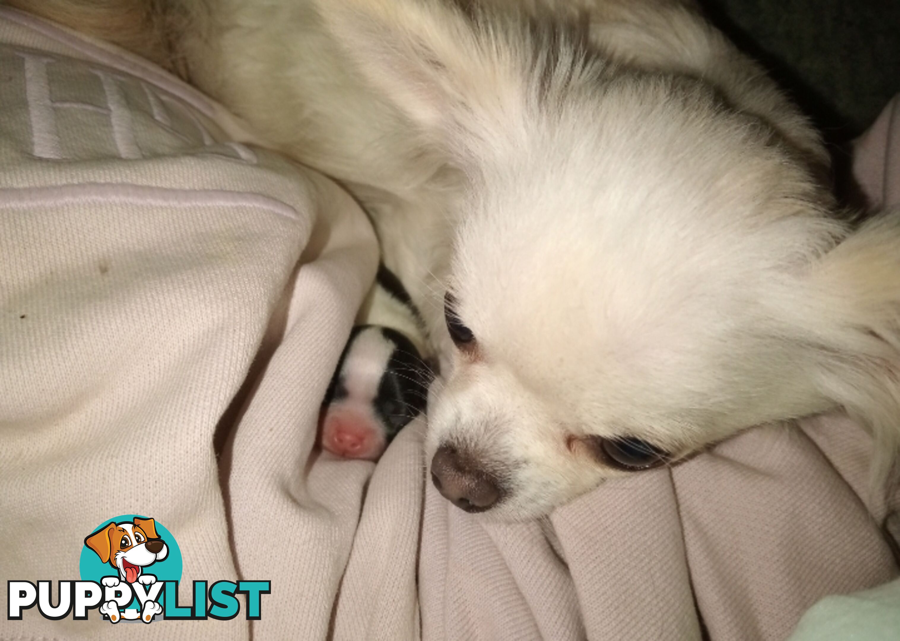 Extra small Applehead Chihuahua puppy!!