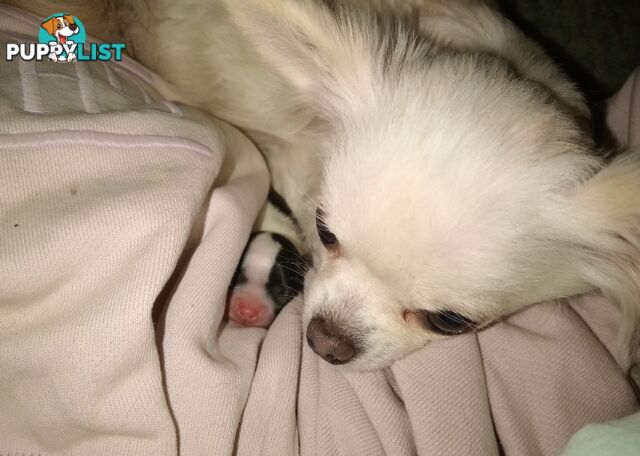 Extra small Applehead Chihuahua puppy!!
