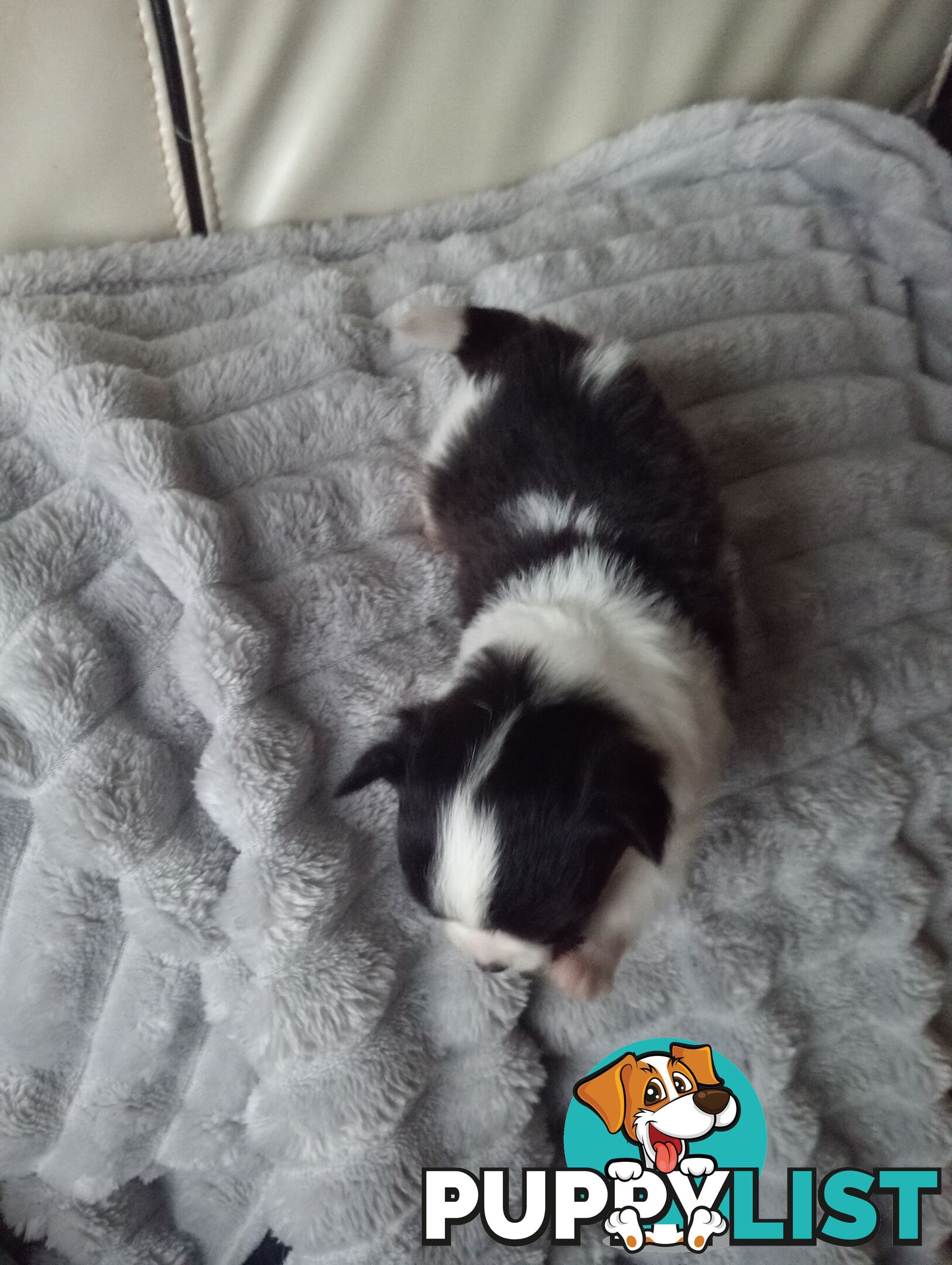 Extra small Applehead Chihuahua puppy!!