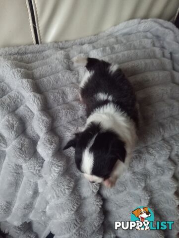 Extra small Applehead Chihuahua puppy!!