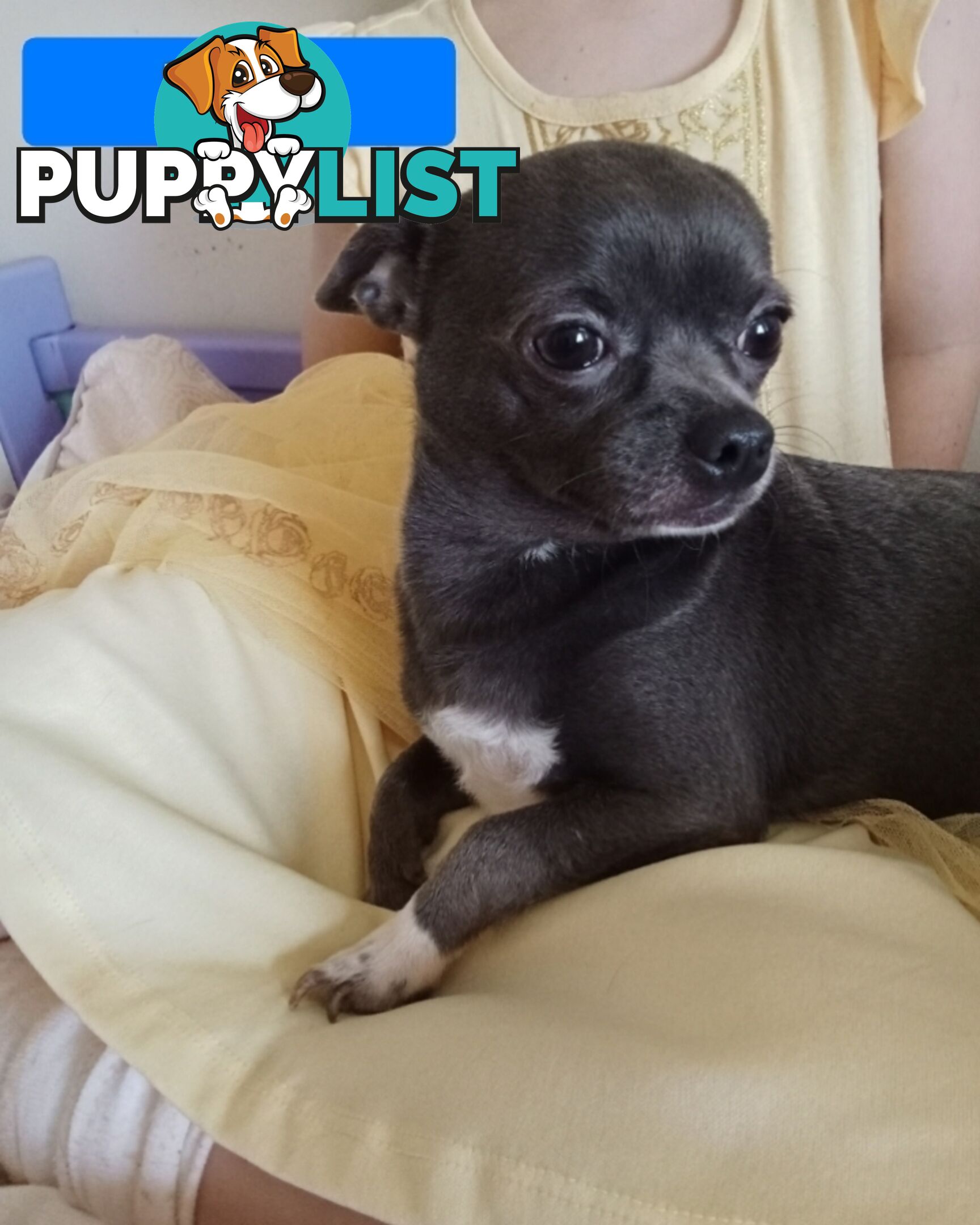 Extra small Applehead Chihuahua puppy!!