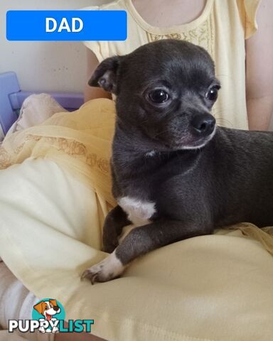 Extra small Applehead Chihuahua puppy!!