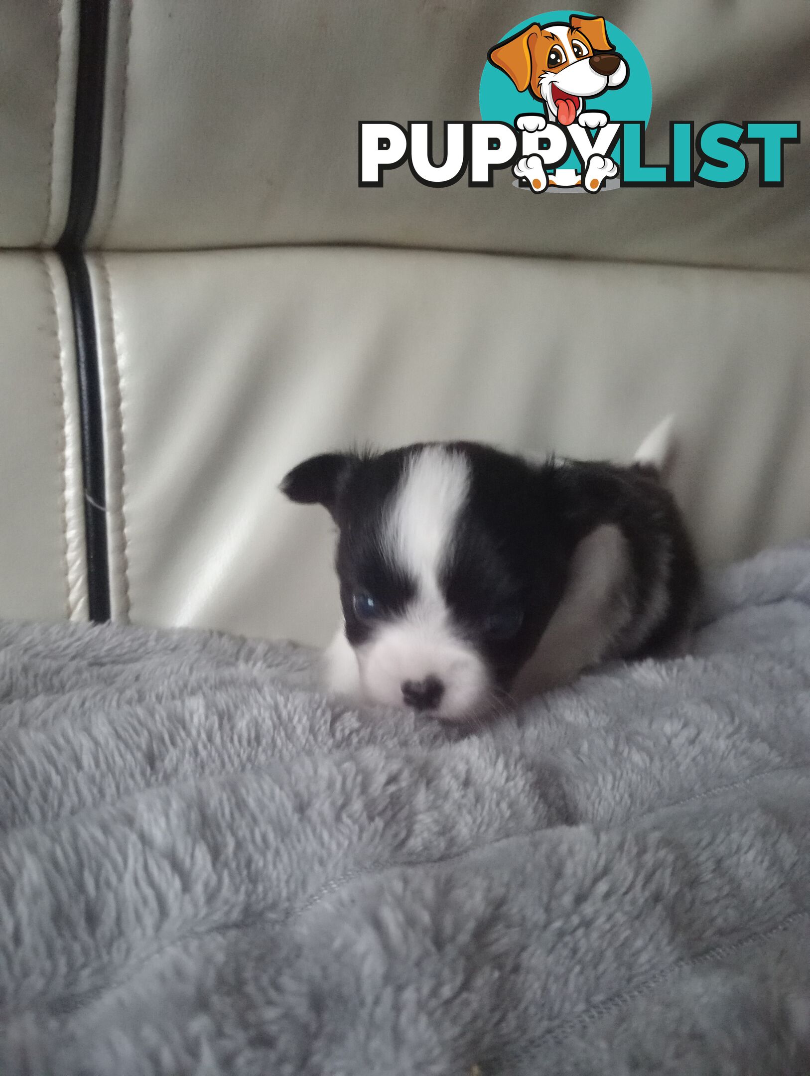 Extra small Applehead Chihuahua puppy!!