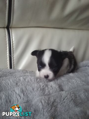Extra small Applehead Chihuahua puppy!!